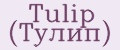 Tulip (Тулип)