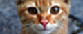 WowMeow