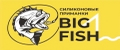 Аналитика бренда BIG FISH на Wildberries