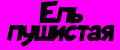 Ель пушистая
