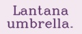 Lantana umbrella.